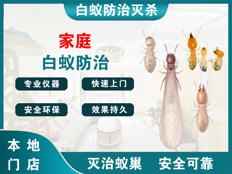 秦淮家庭白蚁防治