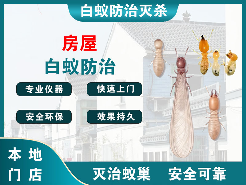 秦淮房屋白蚁防治